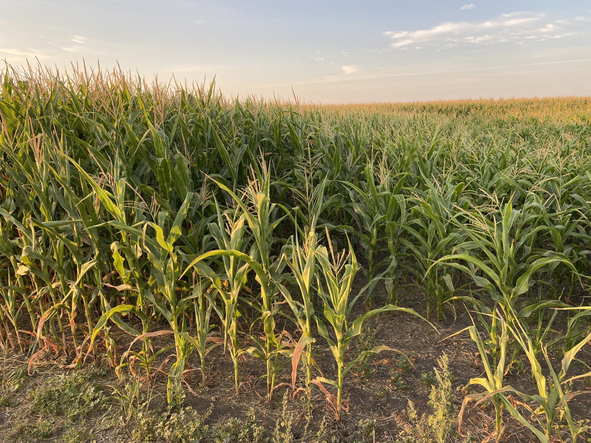 Corn, soybeans, sunflowers. need for rain increases as seeds
